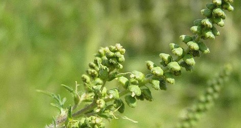 Kreuzallergie auf Ambrosia