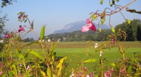 Hyposensibilisierung im Herbst starten