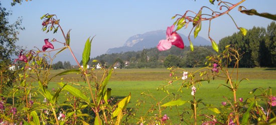 Hyposensibilisierung im Herbst starten