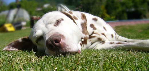 Mythos allergiefreundlicher Hund