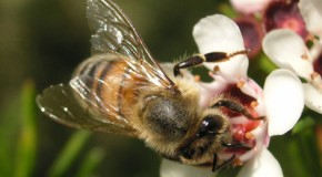 Bienenluft für die Atemwege