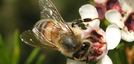 Bienenluft für die Atemwege