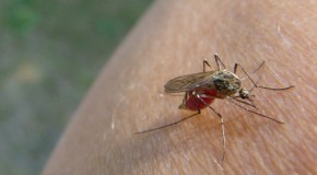 Hautfreundliche Anti-Mückenmittel