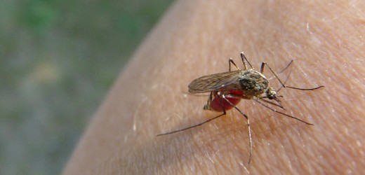 Hautfreundliche Anti-Mückenmittel
