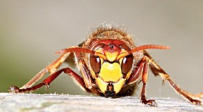 Achtung bei Insektengiftallergie