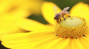 Insektengiftallergie – Tipp!