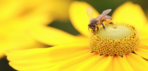 Insektengiftallergie – Tipp!