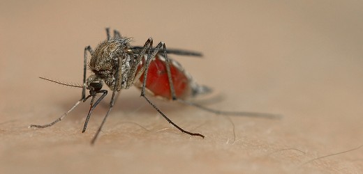 Hilfe bei Insektenstichen