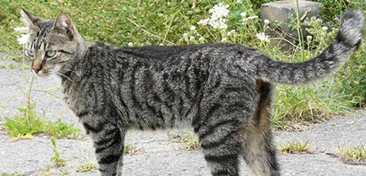 Was hilft bei einer Katzenallergie?