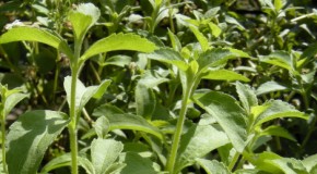 Stevia – Der Zuckerersatz?