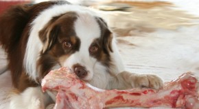 Ernährung für den allergischen Hund