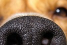 Hat mein Haustier eine Pollenallergie?