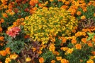 Gartenarbeit trotz Allergie