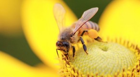 Insektenstiche vermeiden