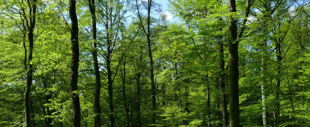 Kleine Raupe – große Beschwerden