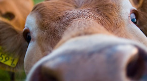 Kuhmilch-Allergie oder Laktose-Intoleranz?
