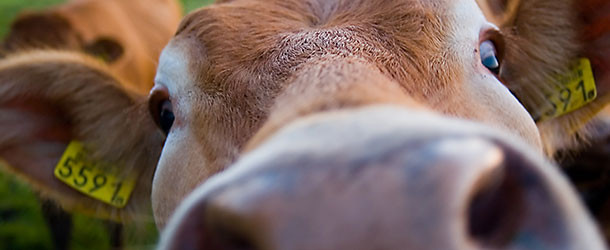 Kuhmilch-Allergie oder Laktose-Intoleranz?