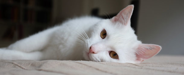 Asthma bei Katzen