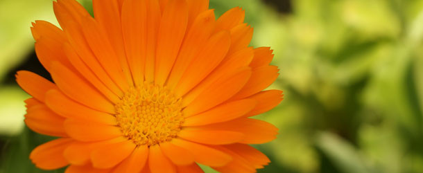 Kontaktallergie durch Ringelblumen