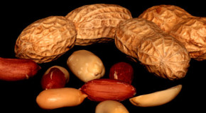 Erdnussallergie ist weiterhin auf dem Vormarsch