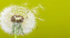 Neue Allergie-App: Husteblume