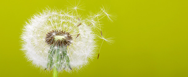 Neue Allergie-App: Husteblume