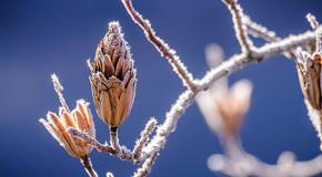 „Winterallergie“ – Mythos oder wahre Plage?