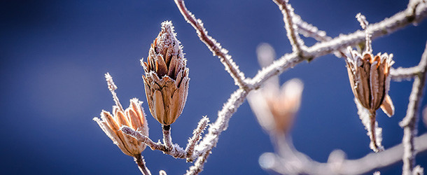 „Winterallergie“ – Mythos oder wahre Plage?