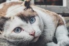 Tipps bei einer Katzenhaar-Allergie