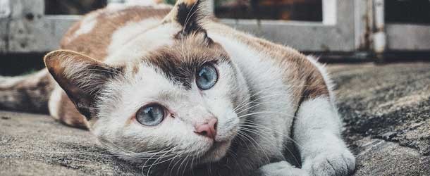 Tipps bei einer Katzenhaar-Allergie