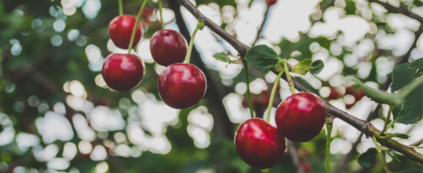 Kreuzallergien im Sommer