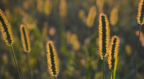 Herbstgrasmilben