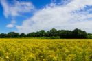 Allergien verhindern: Ist Prävention möglich?