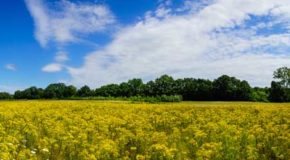 Allergien verhindern: Ist Prävention möglich?