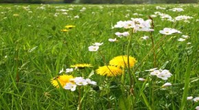 Warum Allergien immer häufiger werden