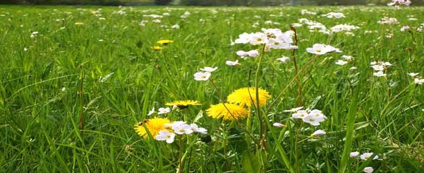 Warum Allergien immer häufiger werden