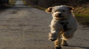 „Allergikerhunde“: Wie geeignet sind Labradoodle und Co.?