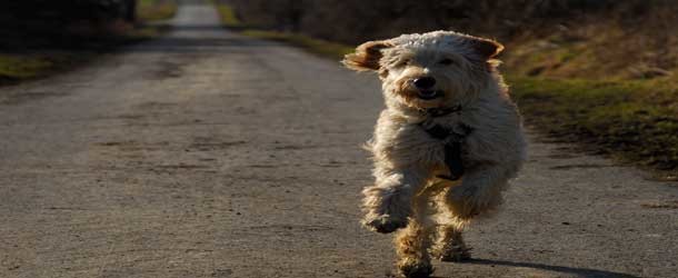 „Allergikerhunde“: Wie geeignet sind Labradoodle und Co.?