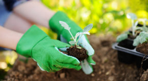 Allergie-freie Gartenarbeit