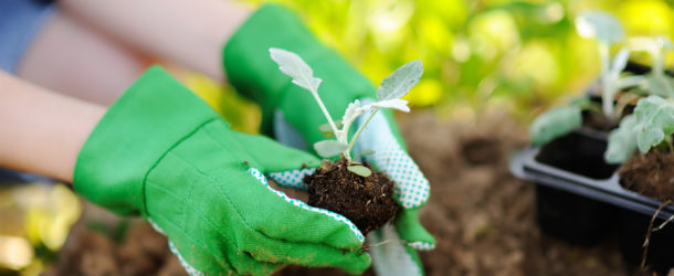 Allergie-freie Gartenarbeit