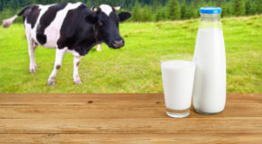 Viehfutter beeinflusst Milchallergie