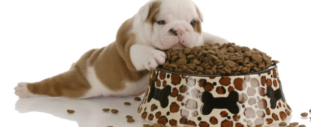 Futtermittel-Allergie bei Hunden