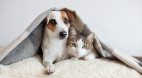 Haustiere und Zeckenallergie