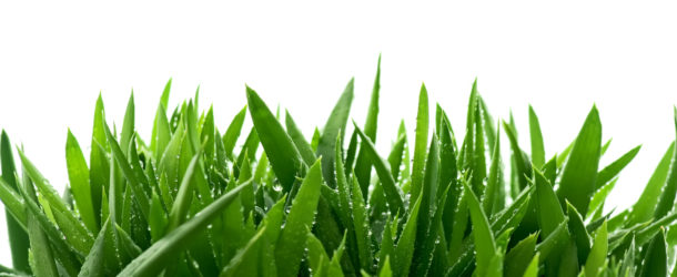 Aloe Vera nach dem Sonnenbad
