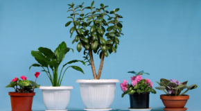 Saubere Luft durch Zimmerpflanzen