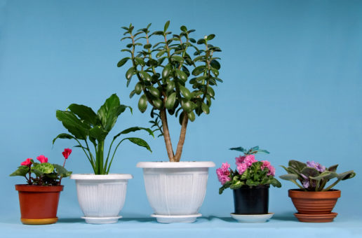 Saubere Luft durch Zimmerpflanzen